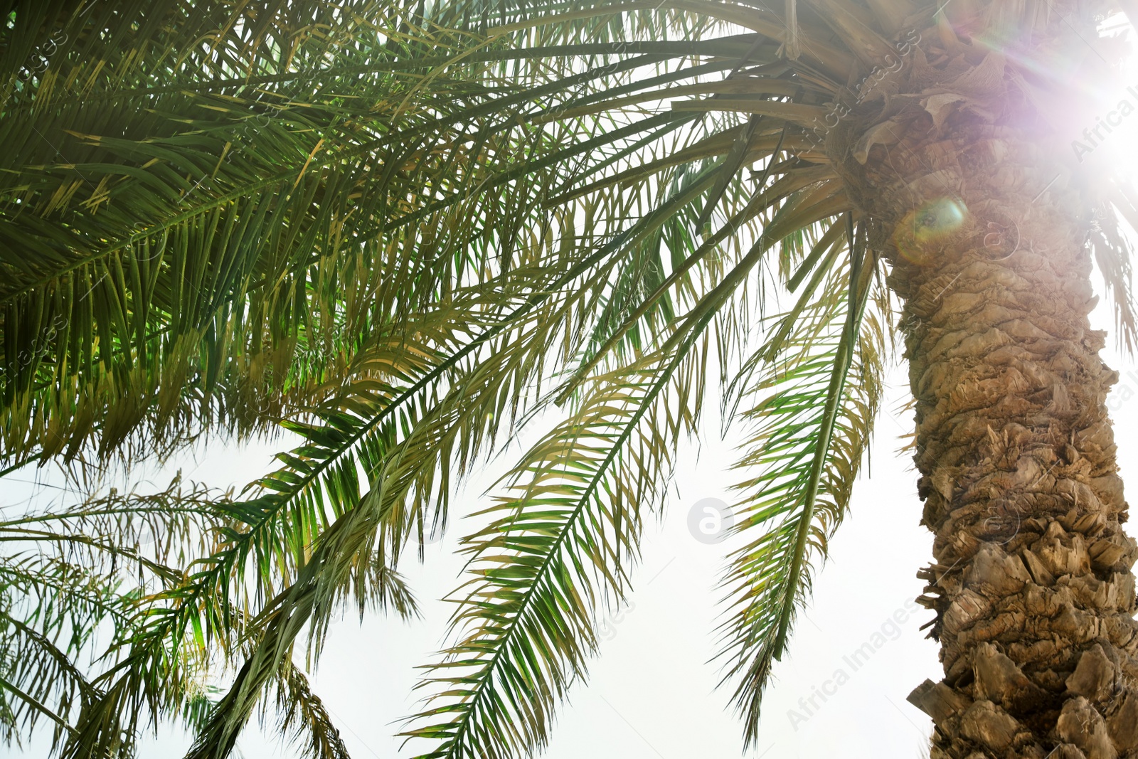 Photo of Palms with lush green foliage on sunny day, below view