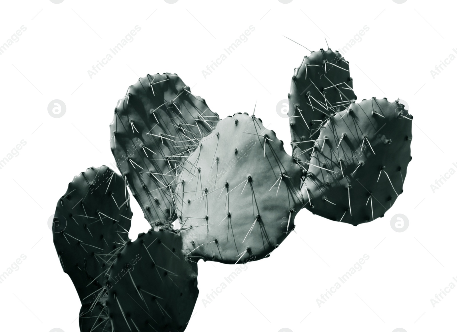 Image of Beautiful Opuntia cactus on white background. Color toned