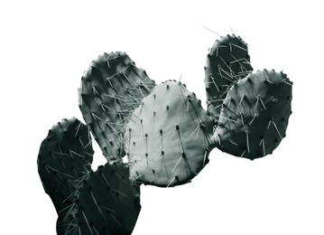 Image of Beautiful Opuntia cactus on white background. Color toned