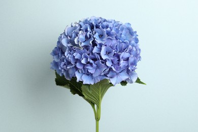 Photo of Branch of hortensia plant with delicate flowers on light blue background