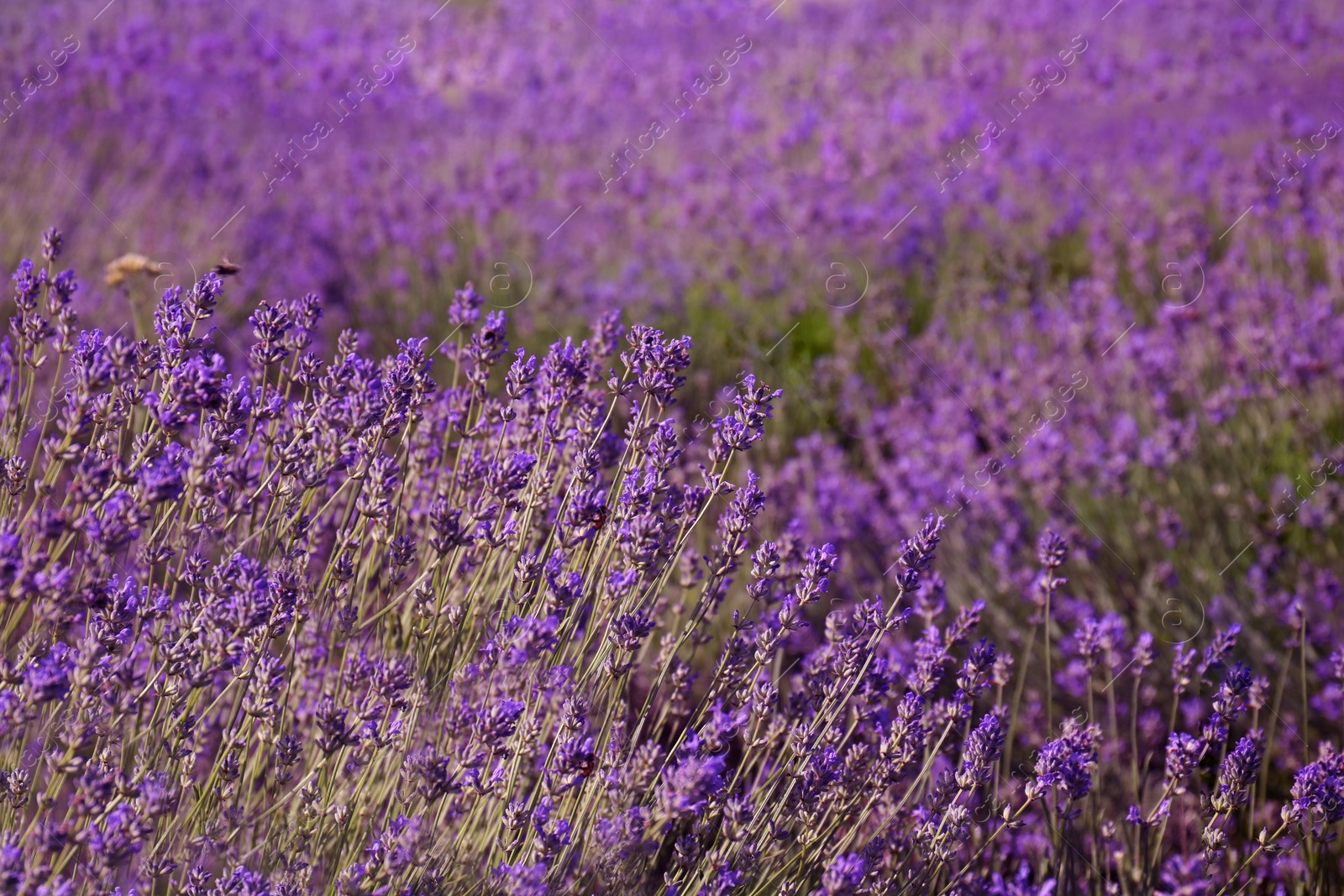 Photo of Beautiful blooming lavender field on summer day