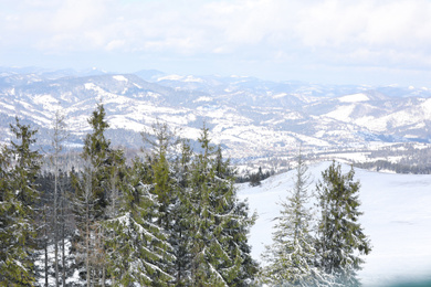 Photo of Picturesque view of conifer forest and snowy hills. Winter vacation