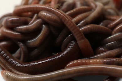 Photo of Many earthworms as background, closeup. Terrestrial invertebrates