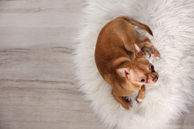 Cute Chihuahua dog lying on warm floor, top view with space for text. Heating system