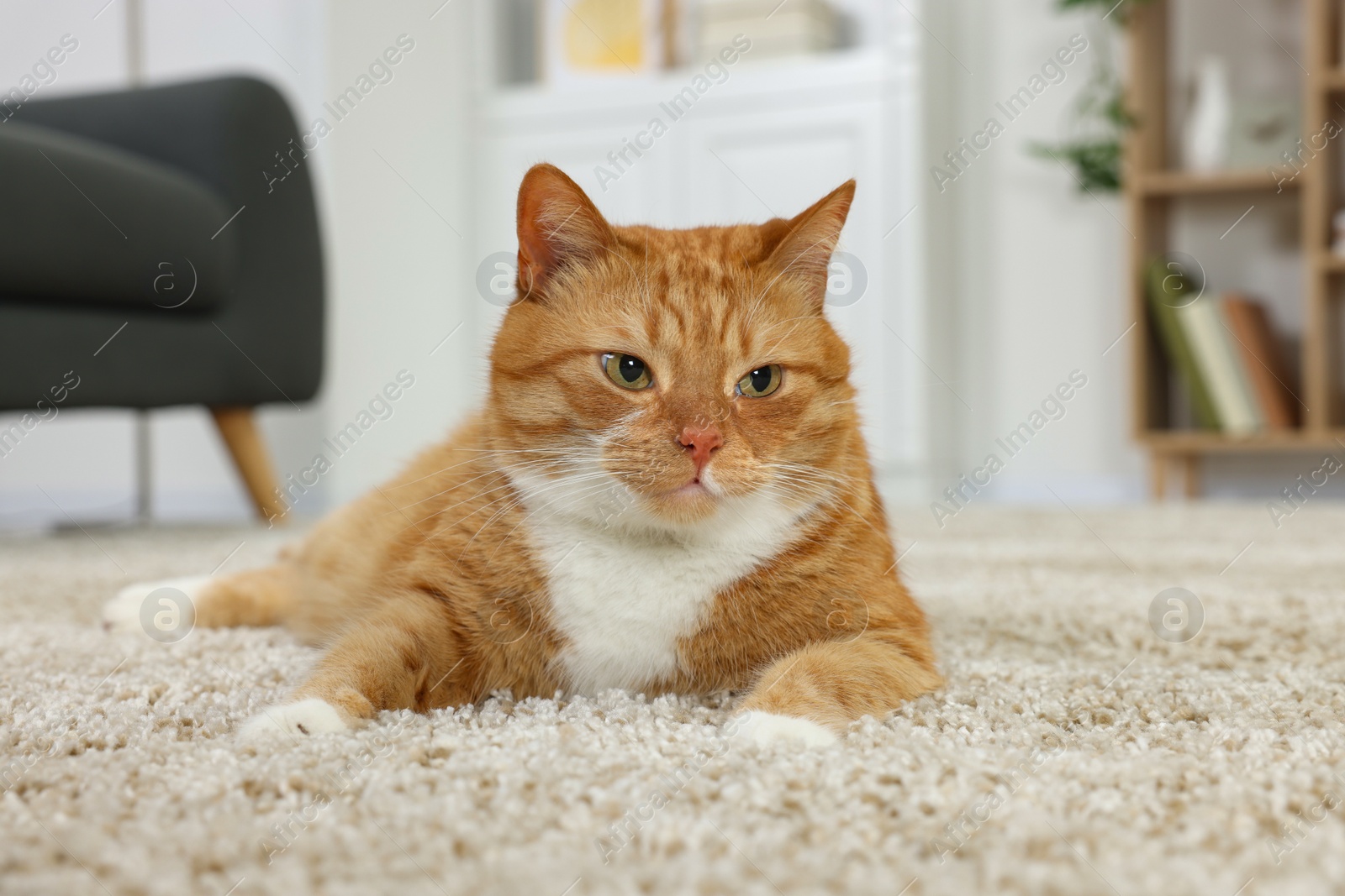 Photo of Cute ginger cat lying on carpet at home