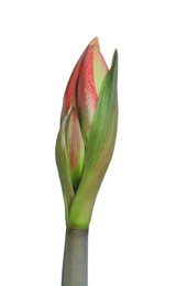 Photo of Beautiful fresh amaryllis flower on white background