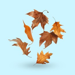 Image of Different autumn leaves falling on pale light blue background