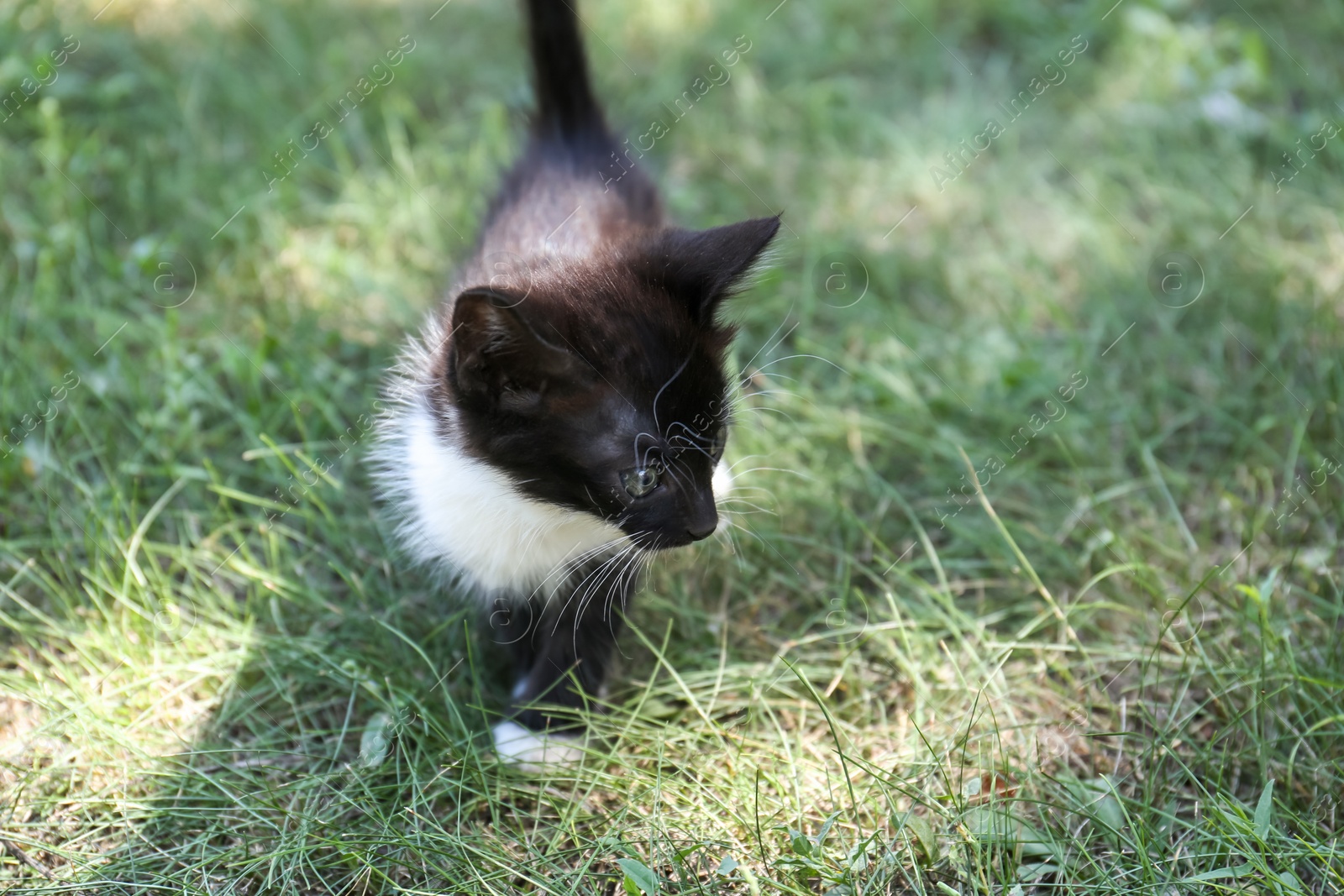 Photo of Beautiful small kitten walking on green grass outdoors