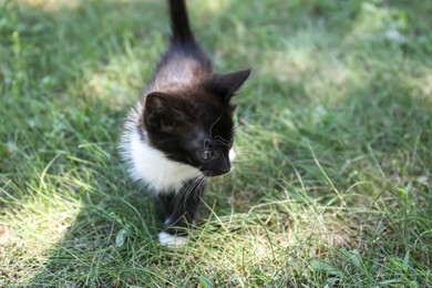 Photo of Beautiful small kitten walking on green grass outdoors