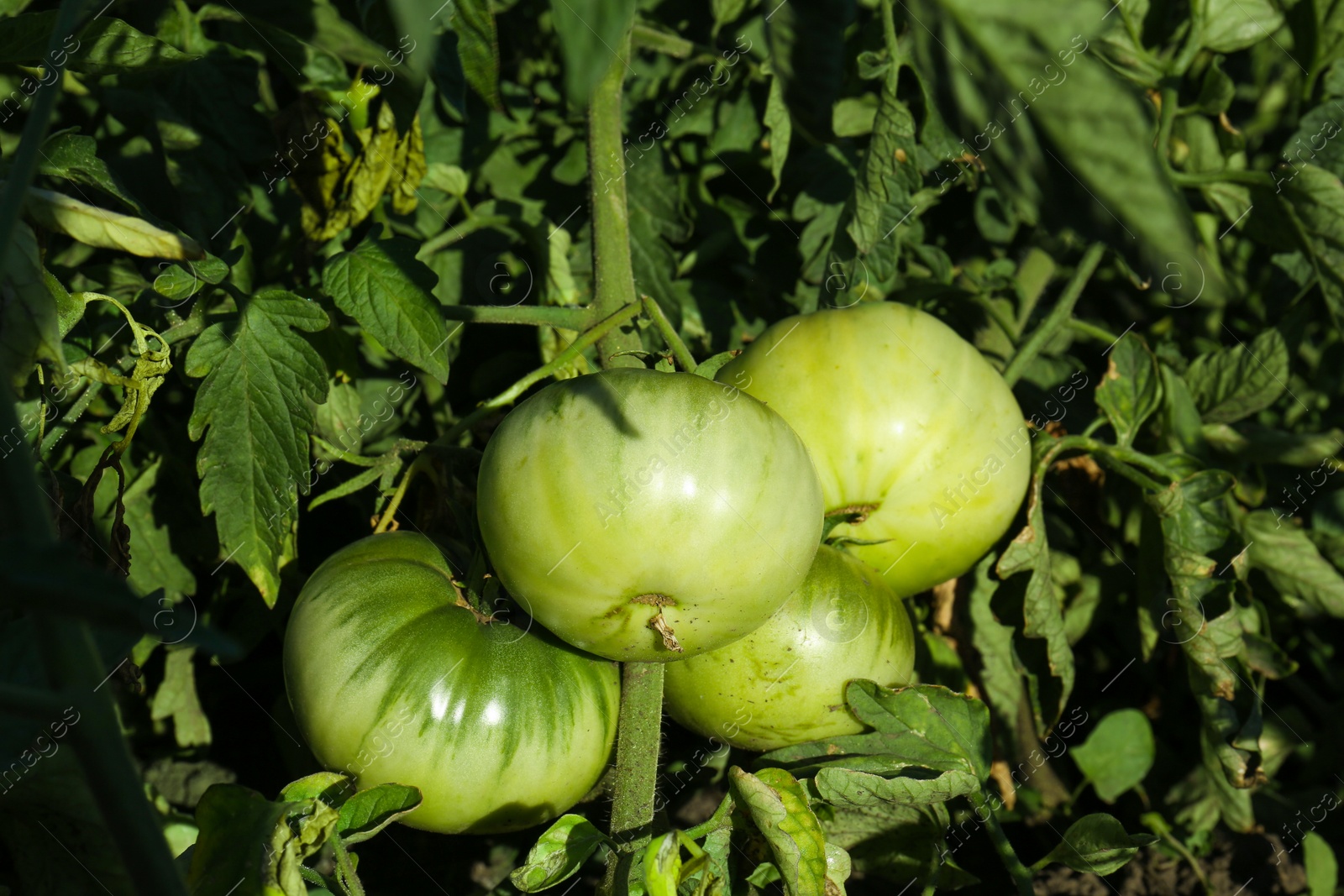 Photo of Beautiful green tomato plant growing in garden, closeup