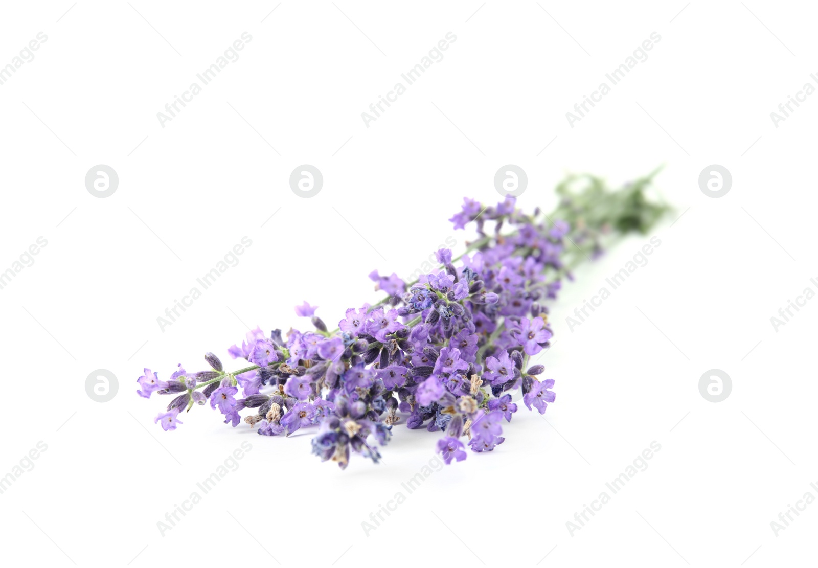 Photo of Beautiful tender lavender flowers on white background