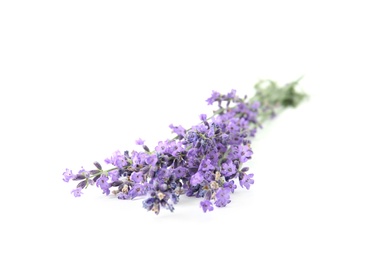 Beautiful tender lavender flowers on white background