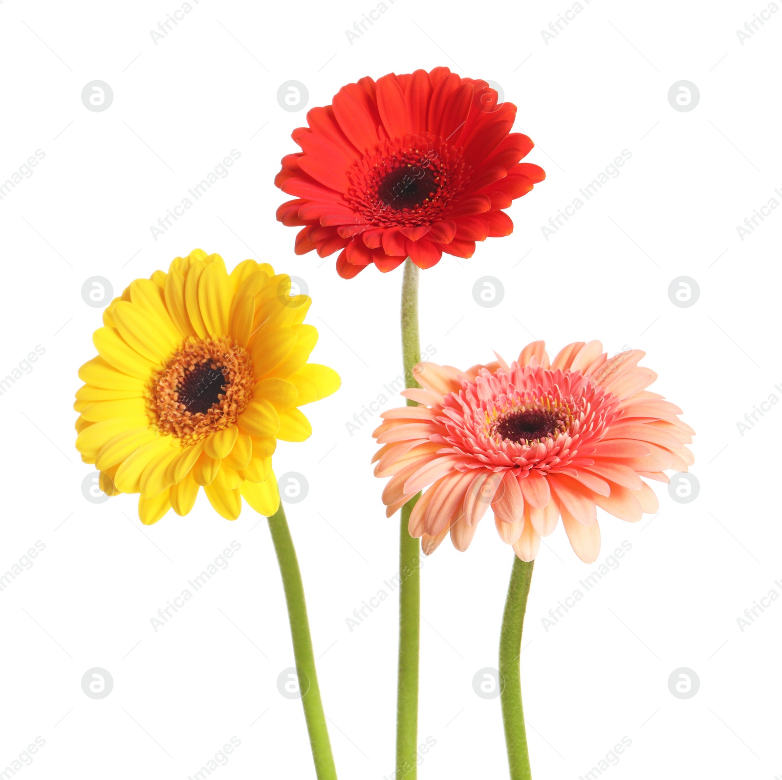 Photo of Beautiful colorful gerbera flowers on white background