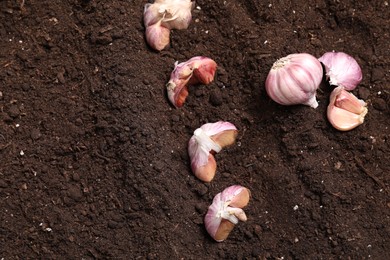 Photo of Cloves of garlic in fertile soil, flat lay. Vegetable planting
