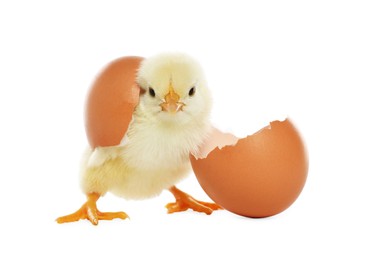Photo of Cute chick and pieces of eggshell on white background. Baby animal