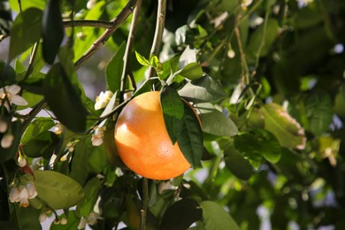 Photo of Fresh ripe grapefruit growing on tree outdoors