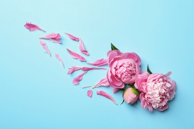 Beautiful fragrant peony flowers on color background