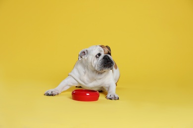 Photo of Adorable funny English bulldog with feeding bowl on yellow background