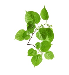 Branch with green leaves on white background