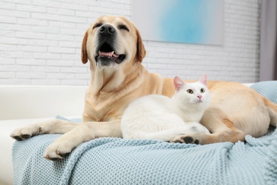 Photo of Adorable dog and cat together on sofa indoors. Friends forever