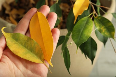 Photo of Woman with fallen yellow leaves near houseplant, closeup. Space for text