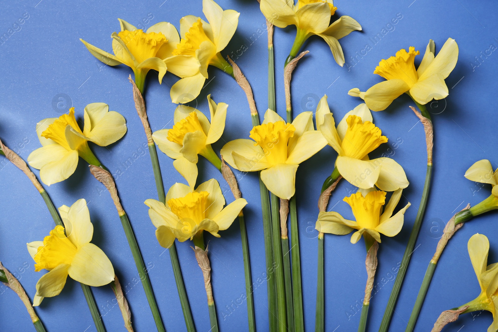 Photo of Beautiful yellow daffodils on blue background, flat lay