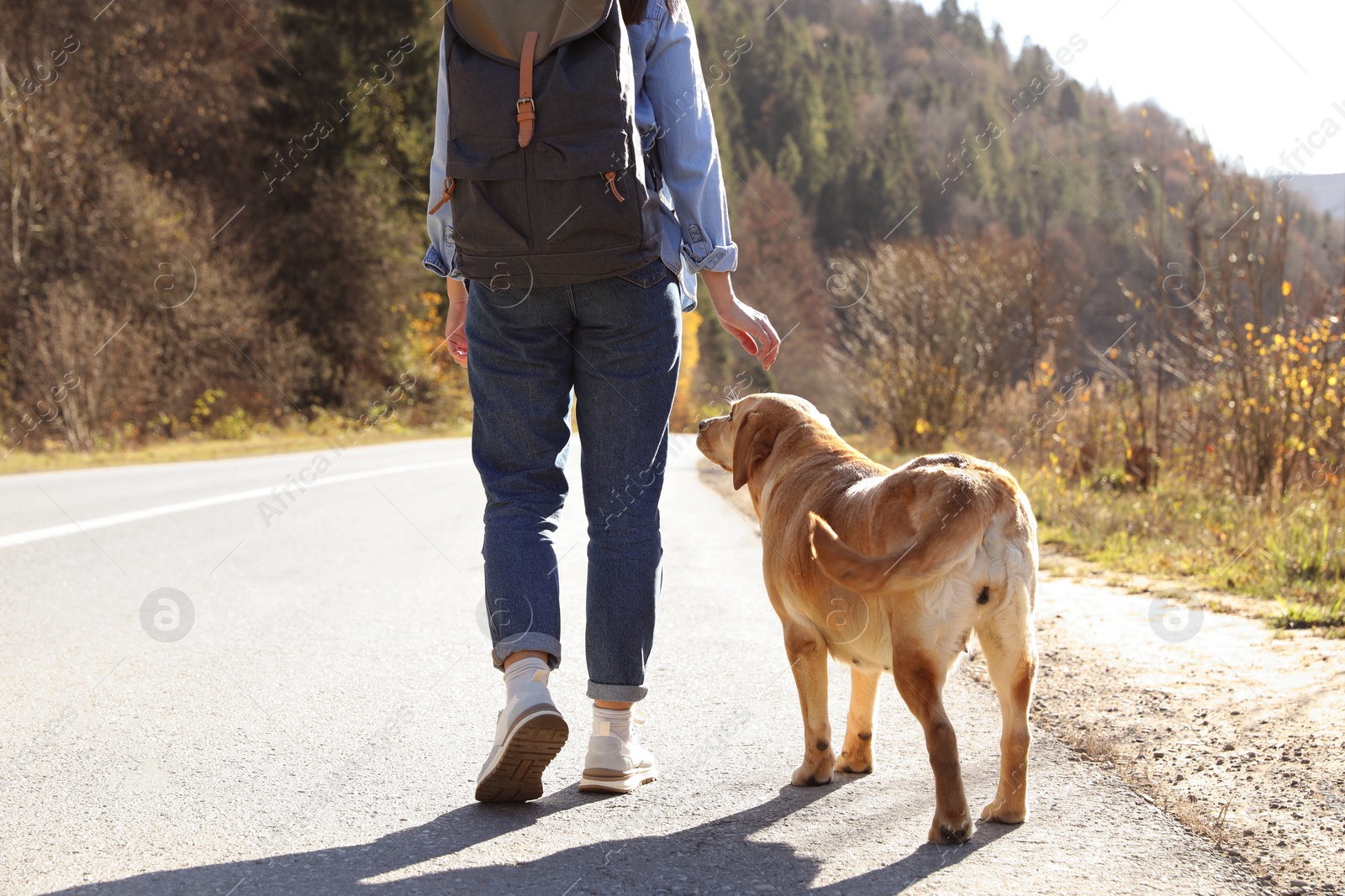 Photo of Woman and adorable dog walking along road, back view. Traveling with pet