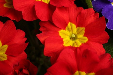 Beautiful primula (primrose) plant with red flowers, above view. Spring blossom