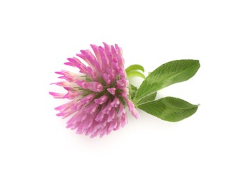 Beautiful blooming clover flower with green leaves on white background