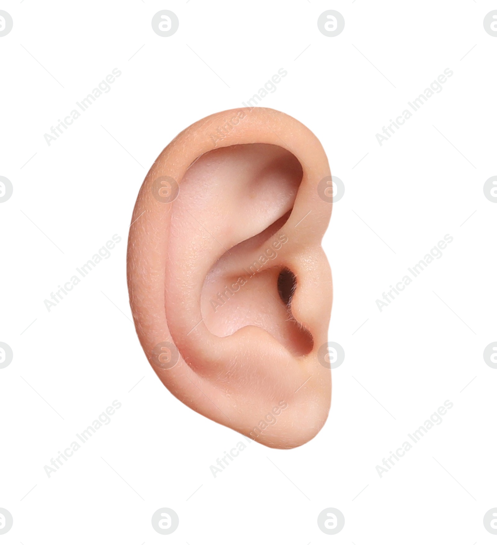 Image of Human ear isolated on white. Organ of hearing and balance