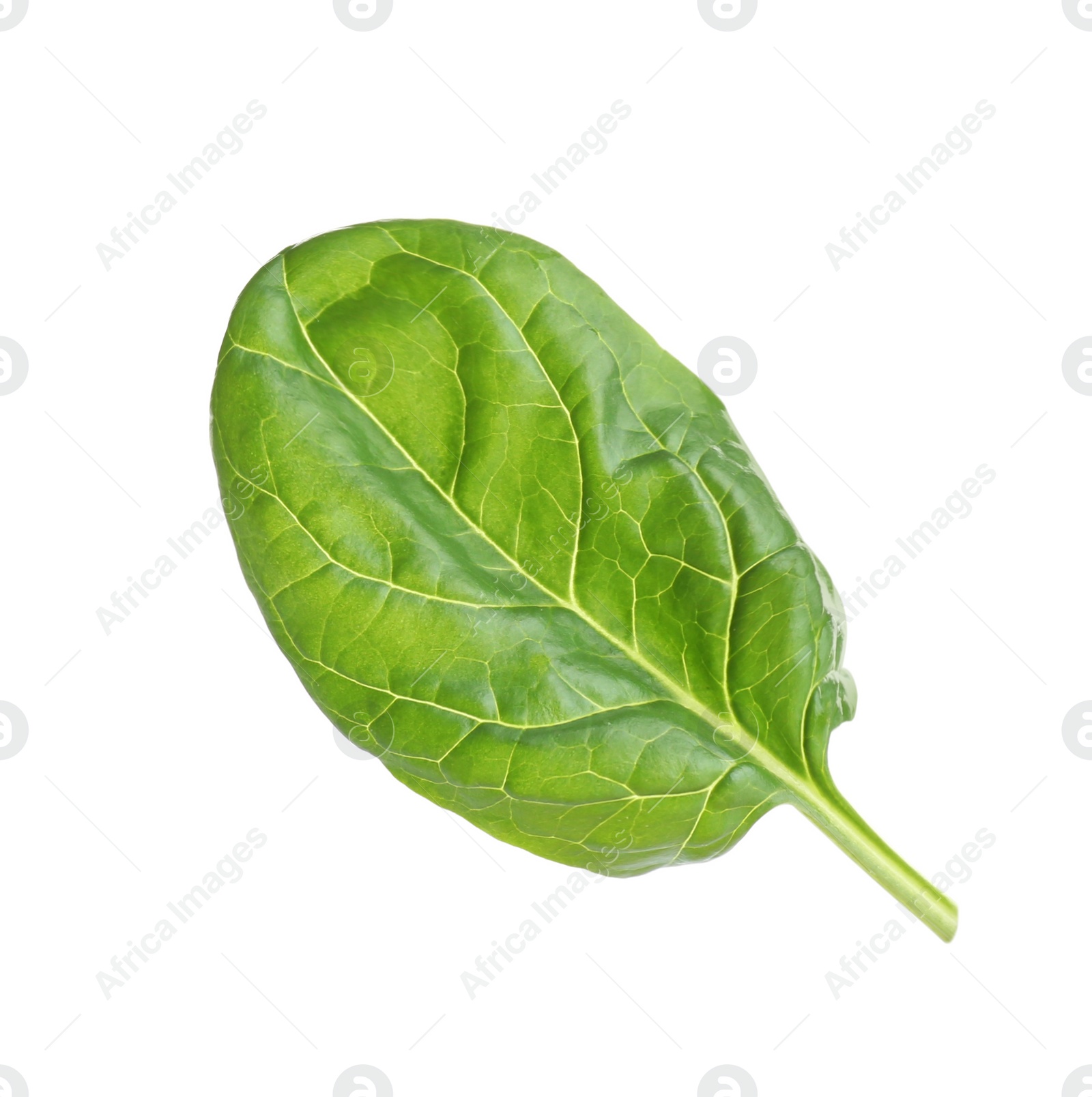 Photo of Fresh green healthy baby spinach leaf isolated on white