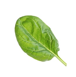 Fresh green healthy baby spinach leaf isolated on white