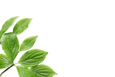 Beautiful spring green leaves on white background, top view