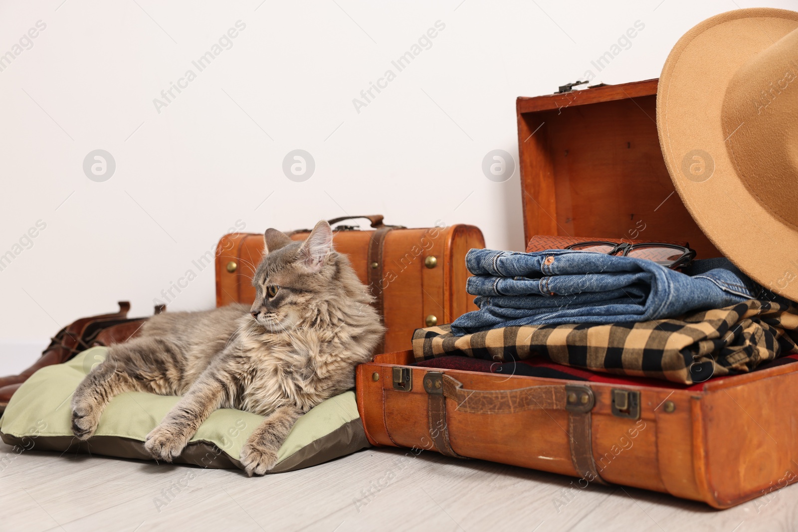 Photo of Travel with pet. Cat, clothes and suitcases indoors