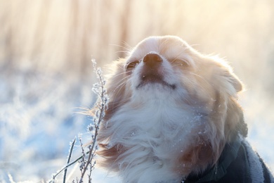 Cute little dog outdoors on winter morning. Snowy weather