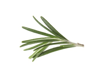 Fresh green rosemary leaves on white background