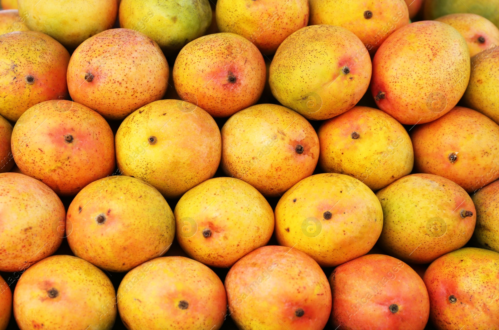 Photo of Pile of delicious ripe yellow mangoes, closeup