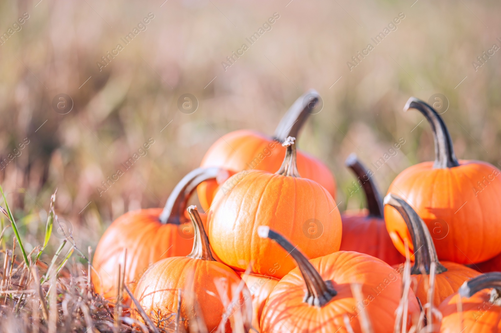 Photo of Many ripe orange pumpkins in field, space for text