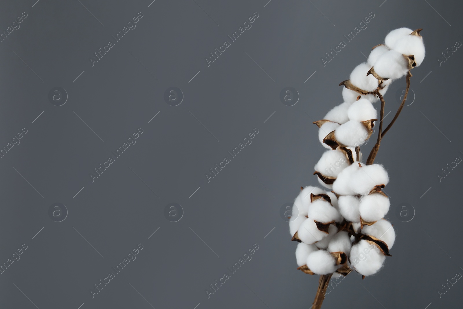 Photo of Beautiful cotton branch with fluffy flowers on grey background, space for text