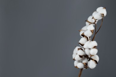 Beautiful cotton branch with fluffy flowers on grey background, space for text