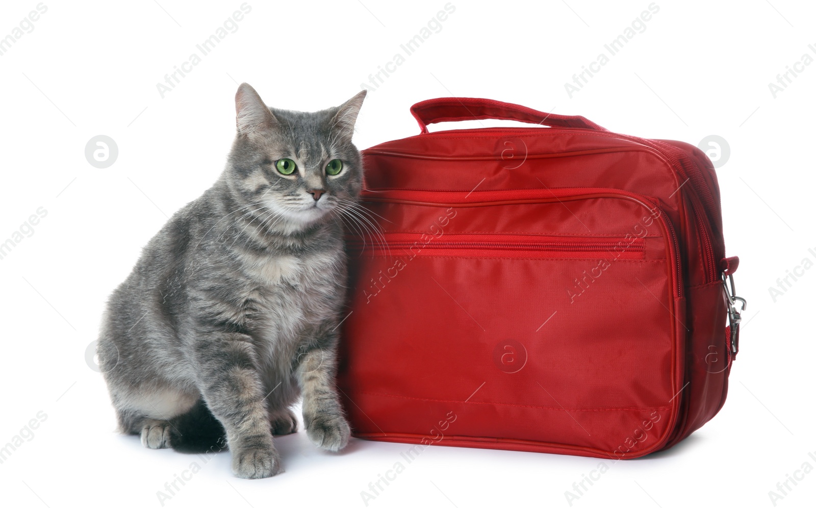 Photo of First aid kit and cute cat on white background. Animal care