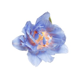 Image of Beautiful blue tulip isolated on white. Bright flower