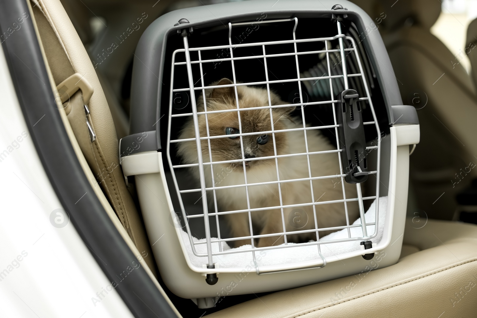 Photo of Cute grey cat inside pet carrier in car