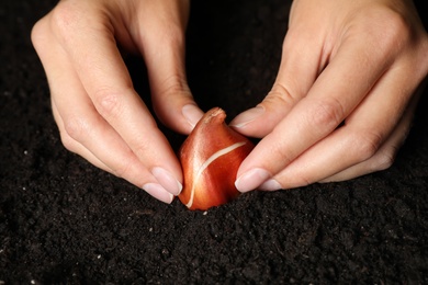 Photo of Woman planting tulip bulb into soil, closeup