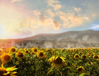 Image of Beautiful sunflower field near mountains at sunset