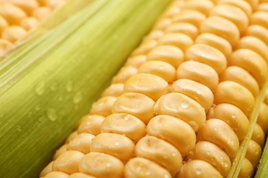 Photo of Tasty sweet corn cob as background, closeup