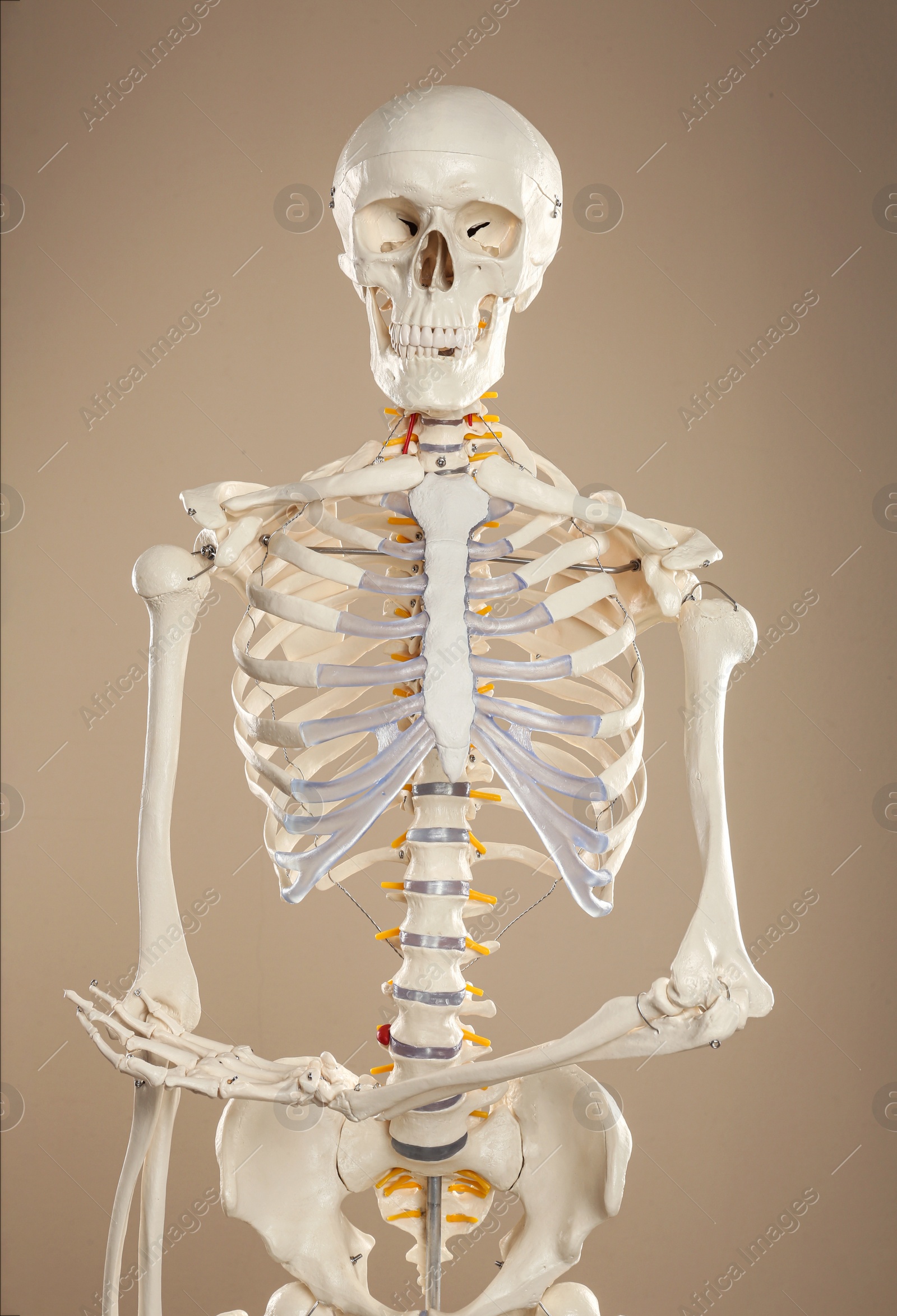 Photo of Artificial human skeleton model on beige background