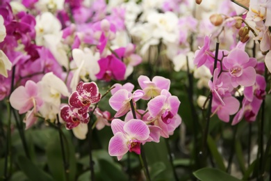 Photo of Beautiful blooming orchid flowers, closeup. Tropical plant