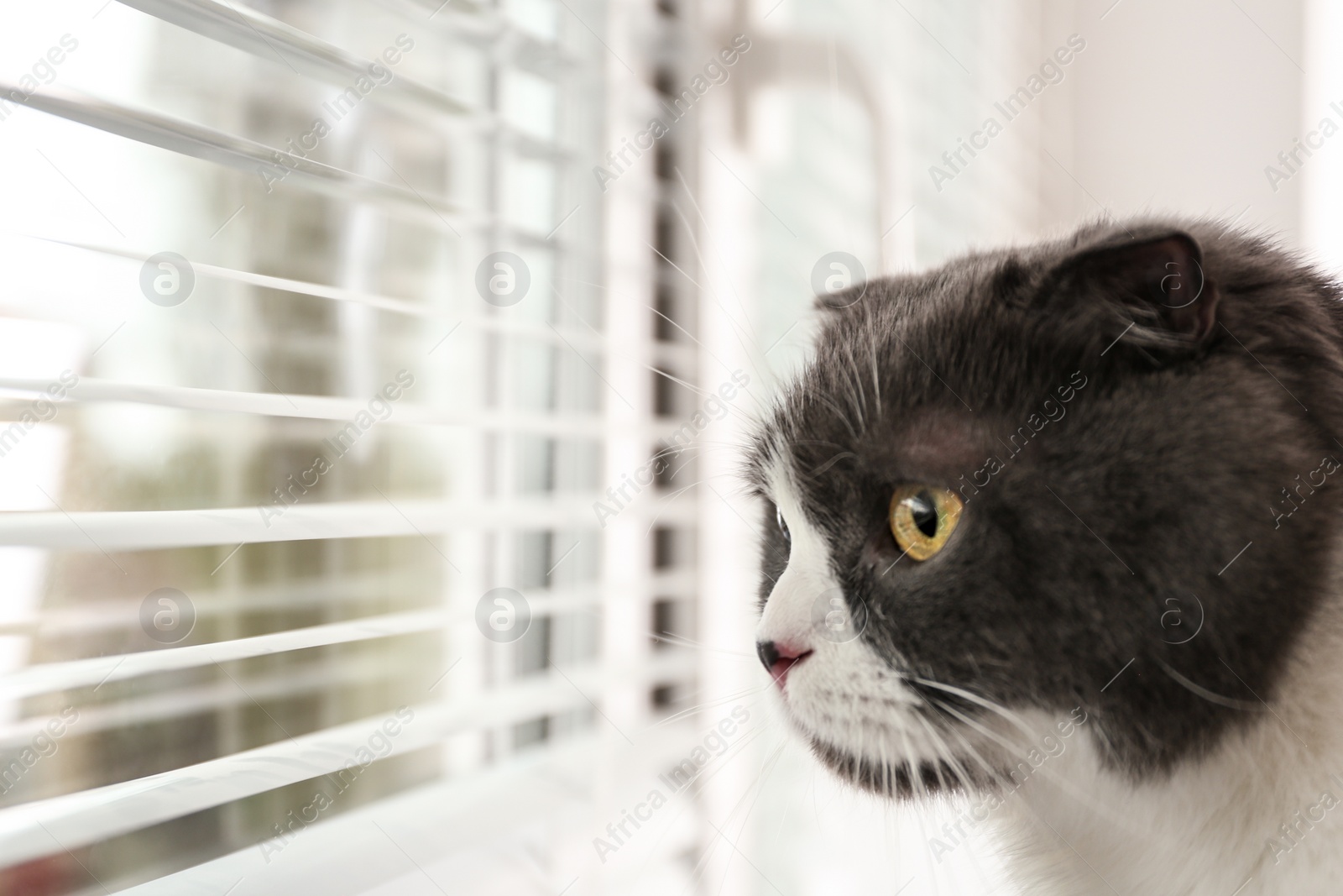 Photo of Cute fluffy cat looking through window blinds, space for text