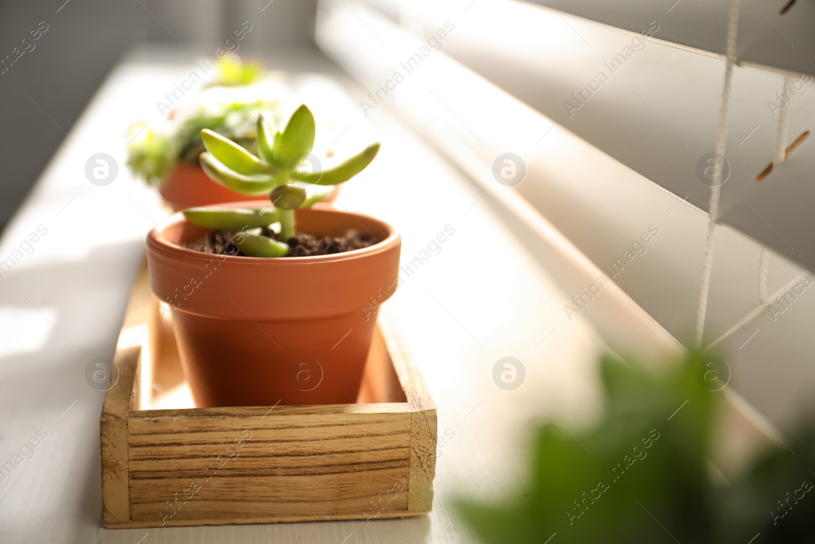 Photo of Beautiful echeveria on windowsill indoors. Succulent plant